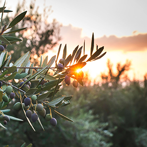 Finca Badenes