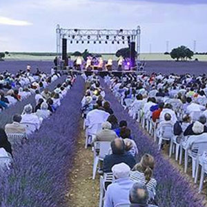 Campo de Lavandas "Los Pelaos"